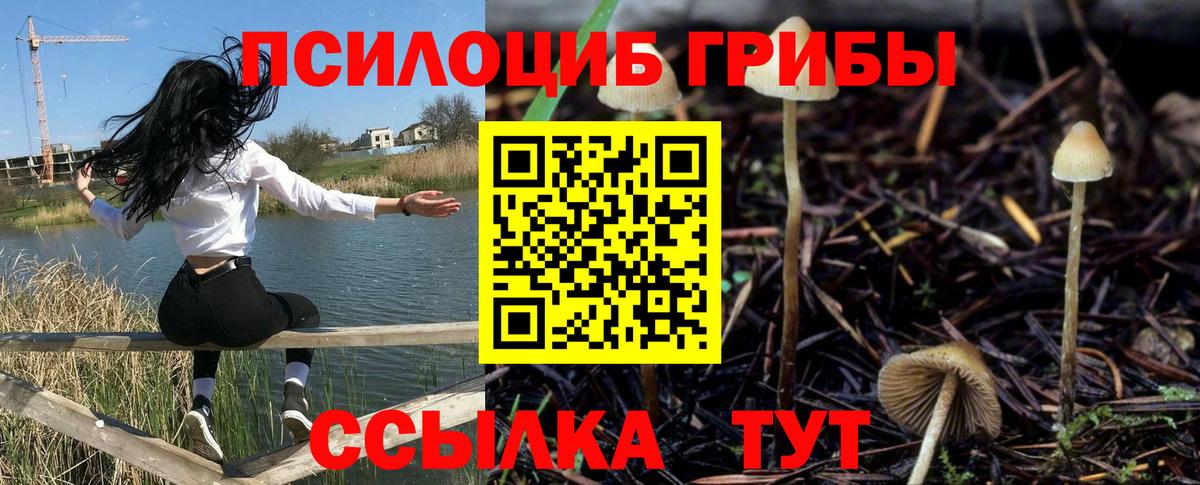 закладка  Галлюциногенные грибы Magic Shrooms  Вход с VPN  Псилоцибиновые грибы Psilocybine cubensis  Чернушка 